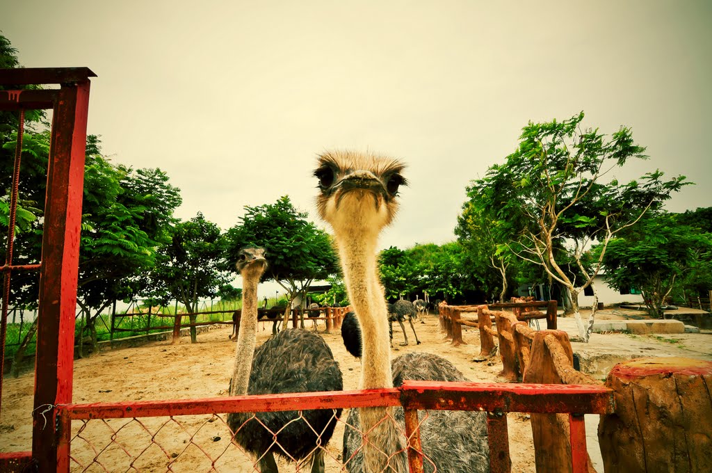 Mini zoo by Nguyen Loc Trieu Ngu…