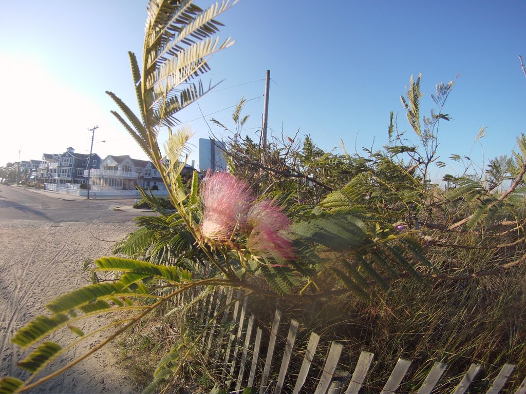 Dune Flowers, Beach Road OCNJ by SouthJerseyMatt