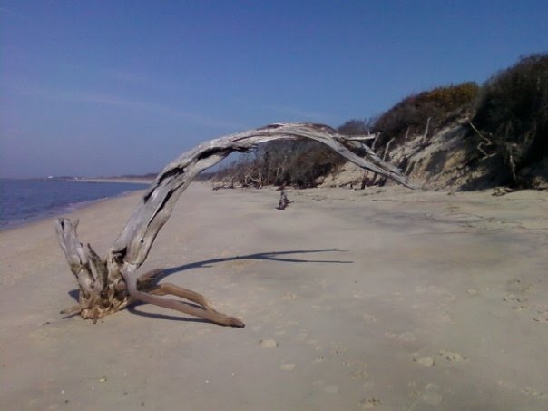 Higbee Beach Tree by SouthJerseyMatt