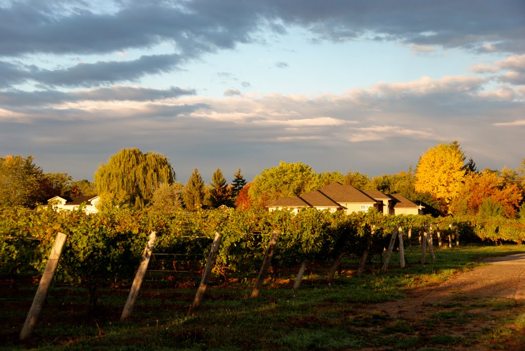 Sunrise over the vines by mprokaziuk