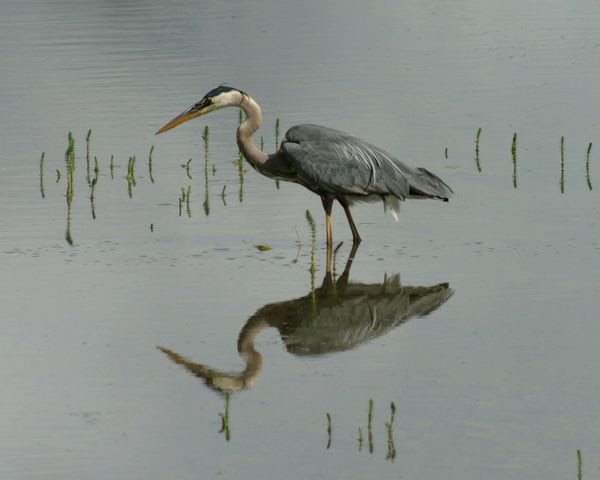 Vermillion Lakes heron by duckboots