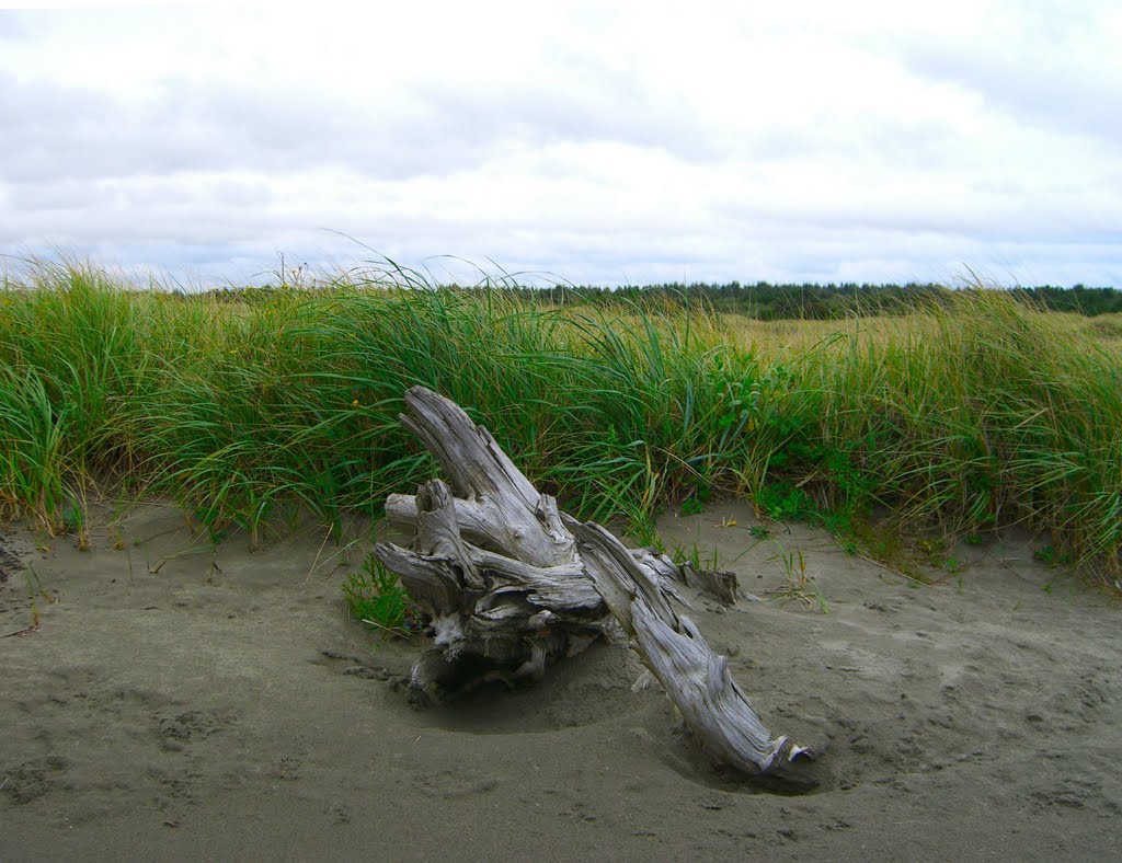 A knarly piece of driftwood. by delightsnluv