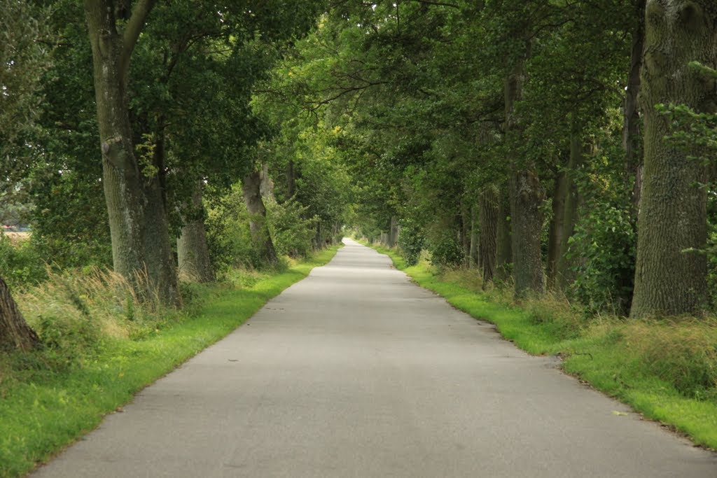 Straße nach Netzelkow by hippo247