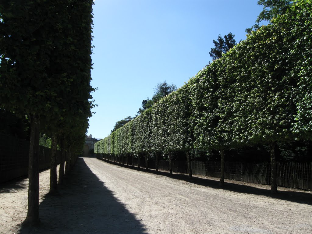 Allees de Bacchus et de Saturne (18.07.10.) by Ioan Manoliu