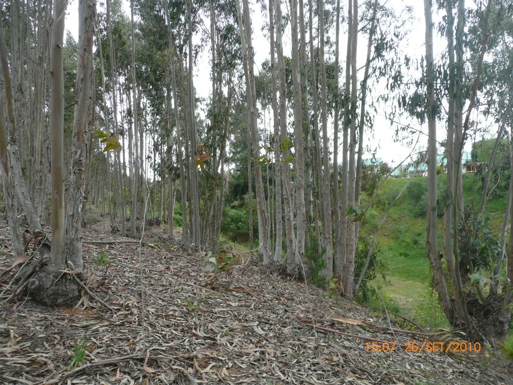 El Quisco, Región de Valparaíso, Chile by JEG