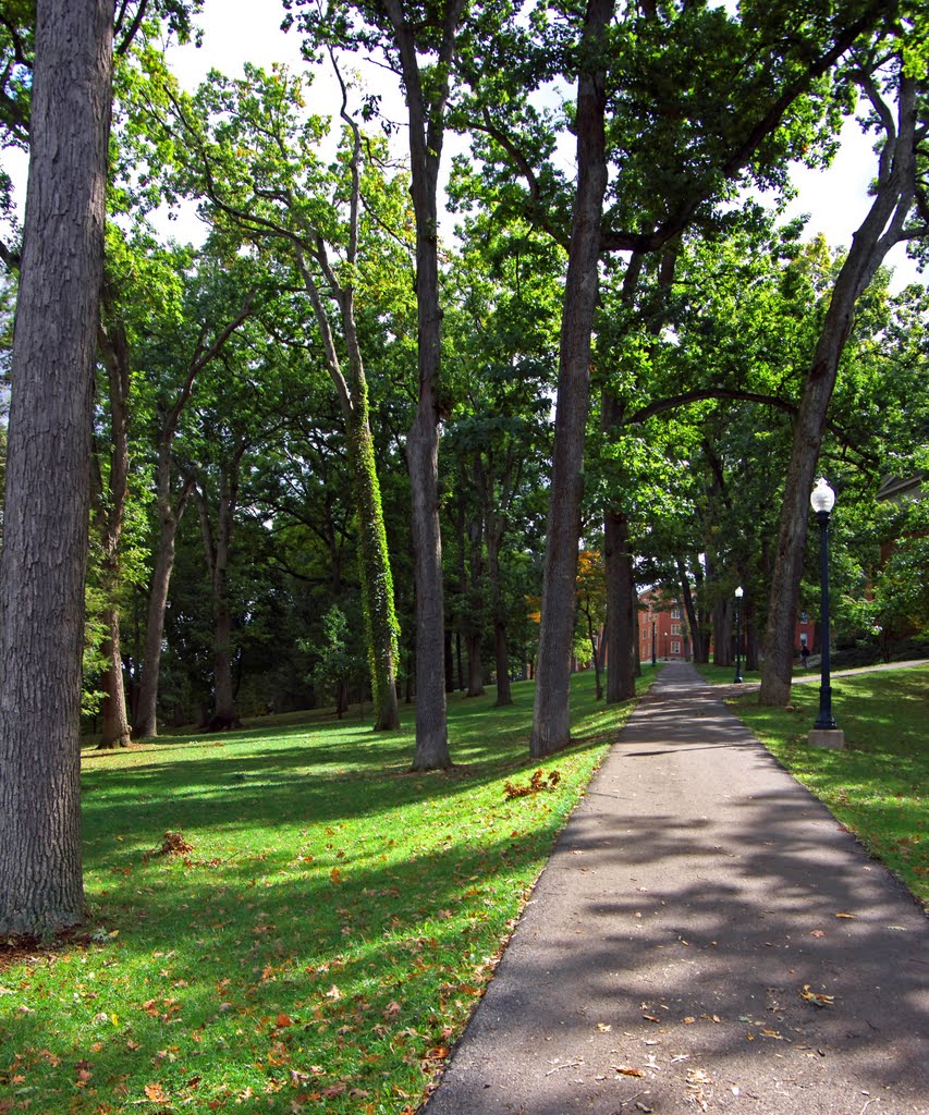 Bucknell forest by rjphilton