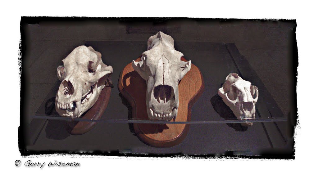 L to R Grizzly, Polar Bear, Jaguar skulls by gerry wiseman