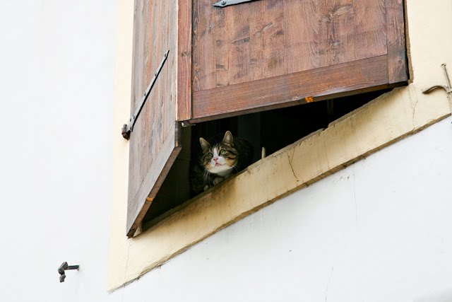 2010 spring in Europe-peek cat by sophie0681