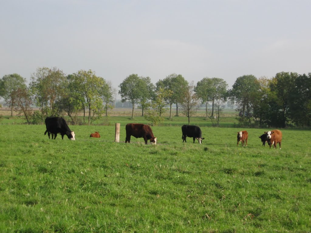 Koeien in Leens in de wei by Netty van der Deen - Flikkema