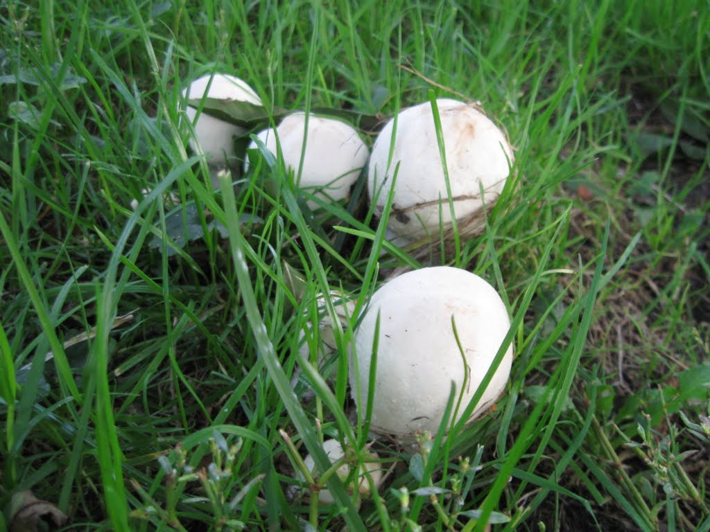 Paddestoelen in Appingedam by Netty van der Deen- …