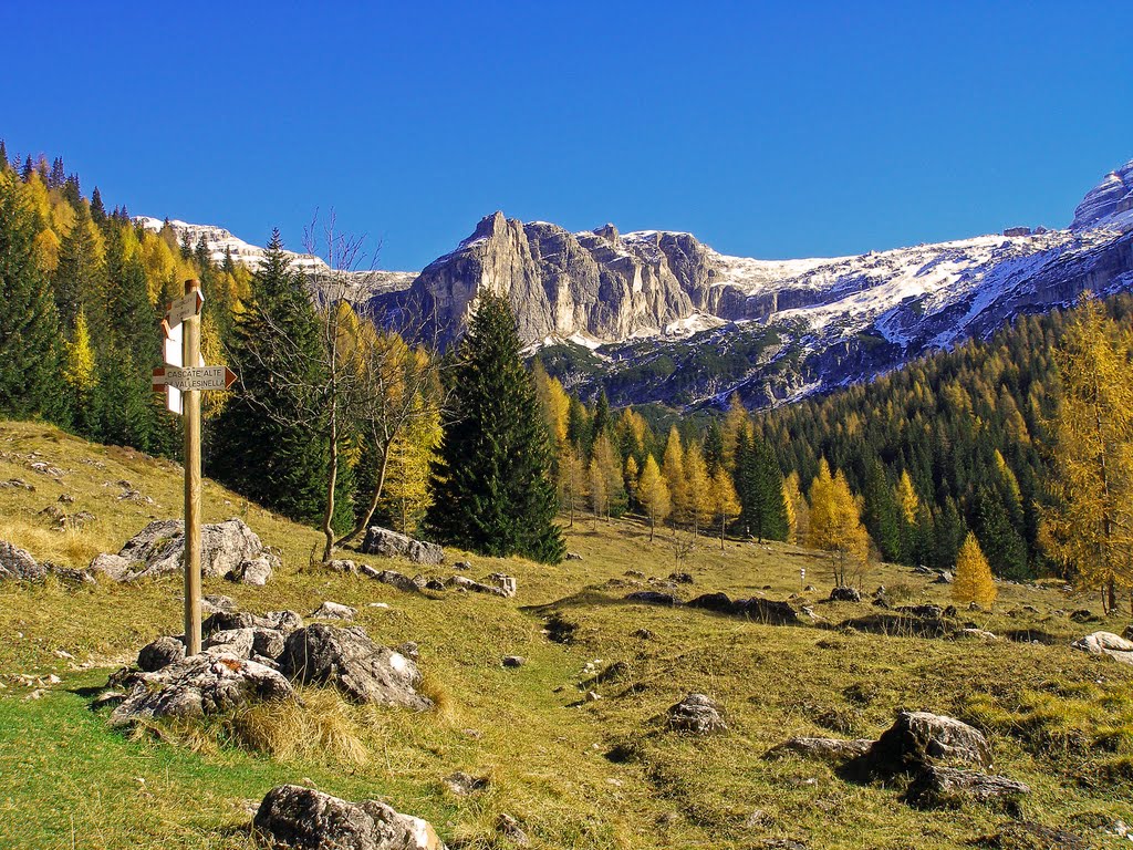 Pascolo di Malga Vallesinella di Sopra by Daniele Bassan