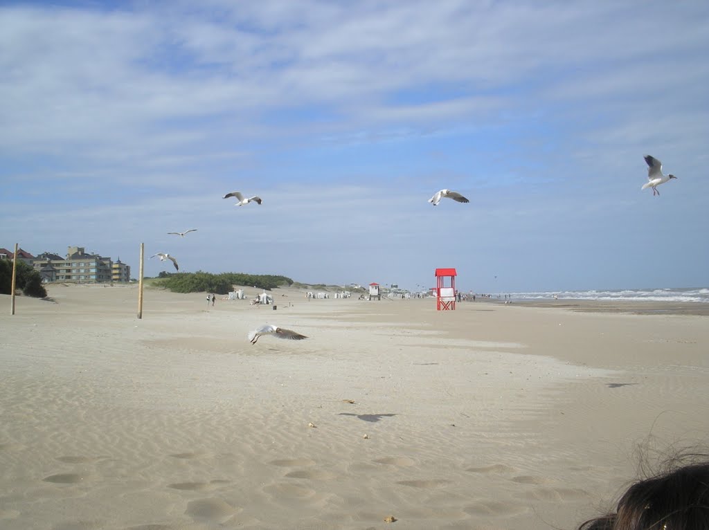 Gaviotas de Playa by Lilialba