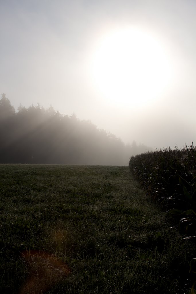 Sunbeams Over The Corn by Benjamin Sharp