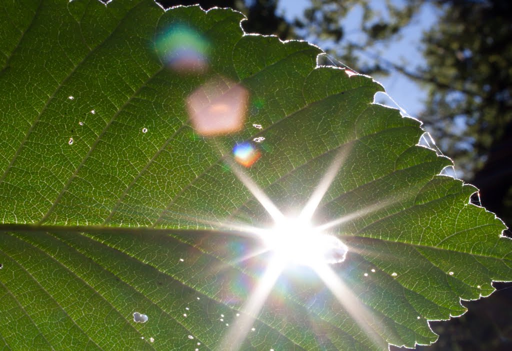 Light And Bokeh 3 by Benjamin Sharp