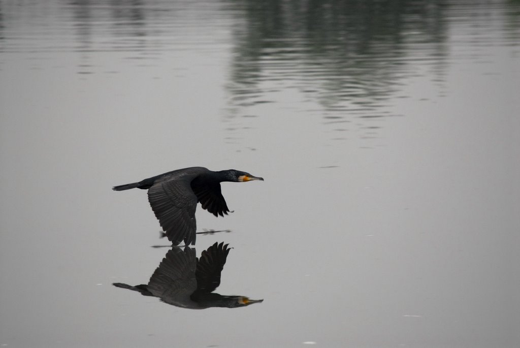 Nam Sang Wei bird watching by C. W. Siu