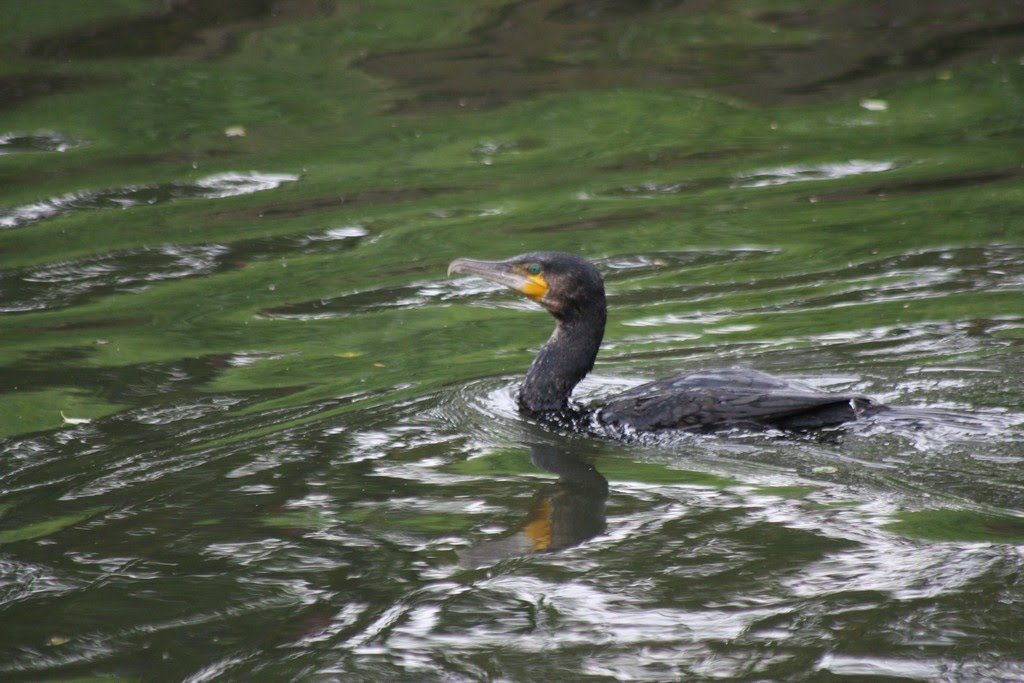 Cormoran by Gontrand Bayard