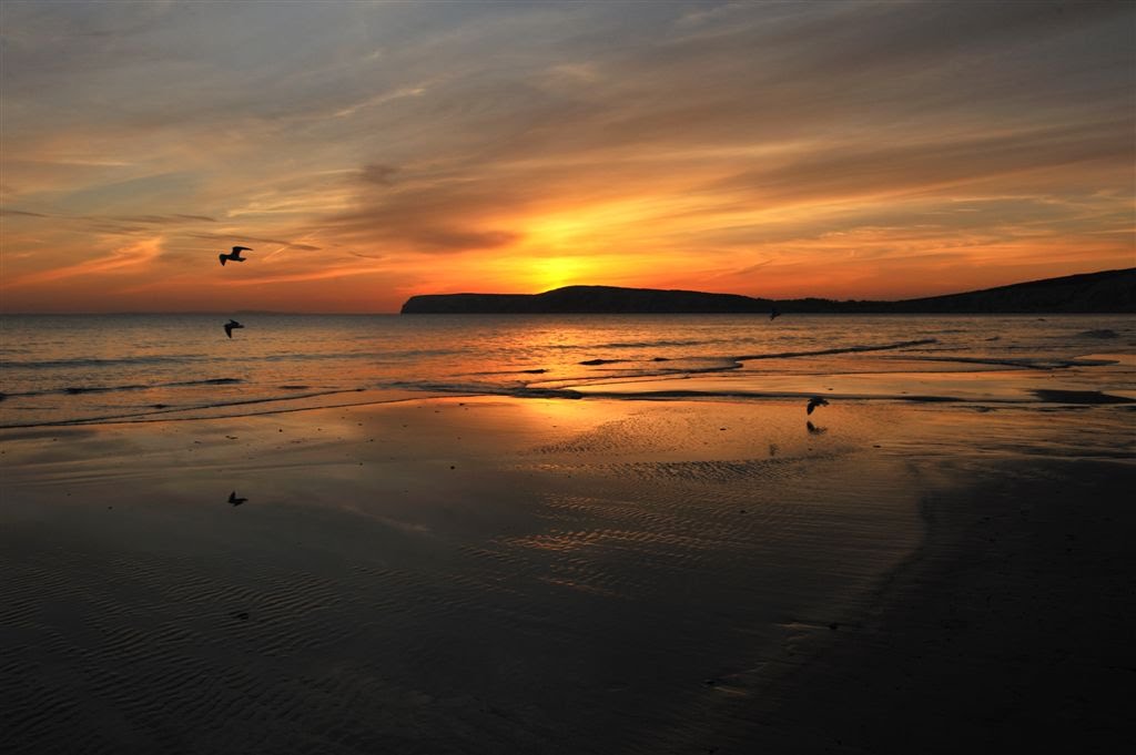 Bird time ~ Compton Bay 1 by Nick Weall