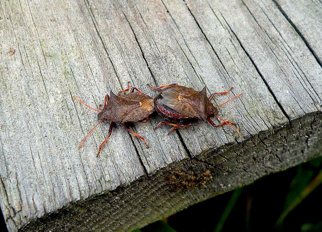 Mating Stink bugs by SuMaKa