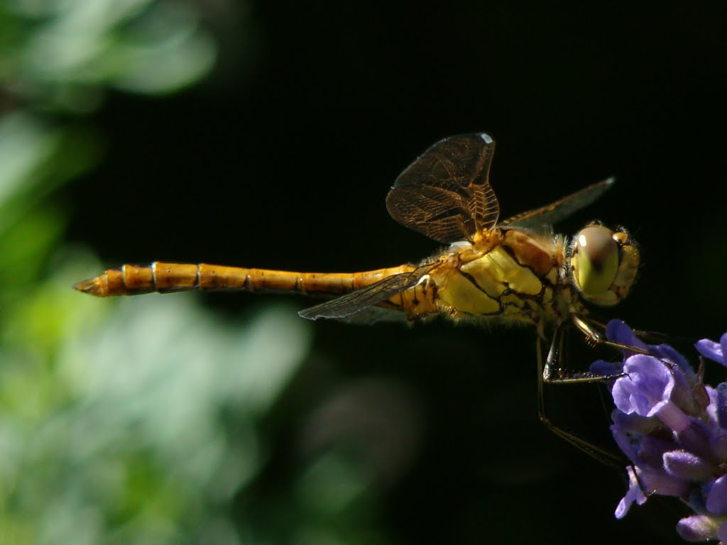 Dragonfly in Garden by almere 2009