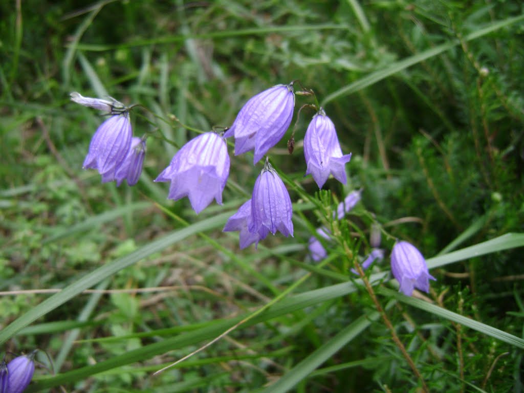 Planinsko cvetje by Abdurrahman'S