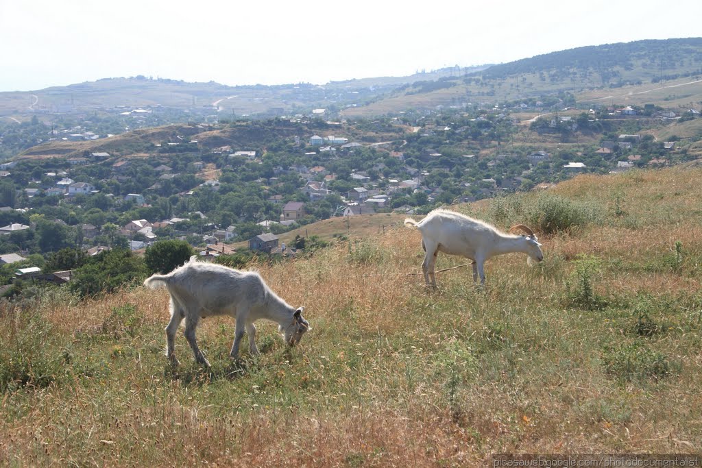 Goats by PhotoDocumentalist