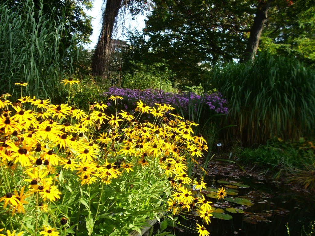 Botanischer Garten, Herbstblumen, 2010 by Jörg Hofmann