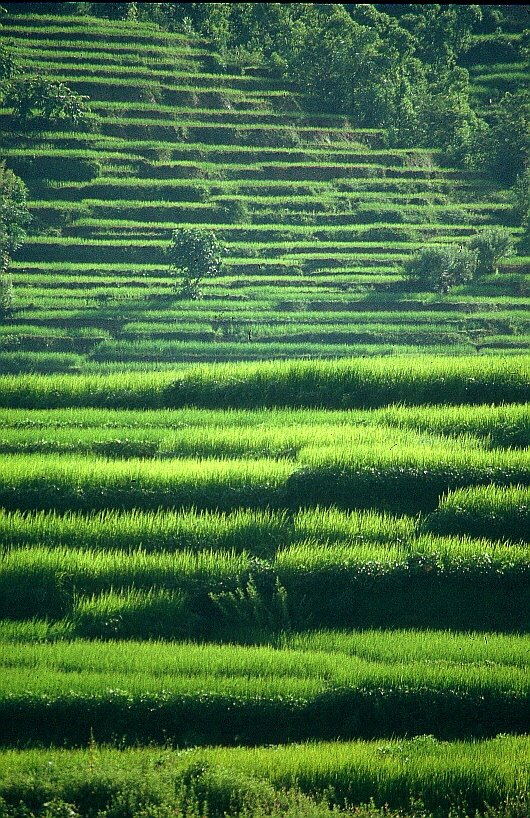 Rice terraces Indie by Marcin Klocek - traveller.pl