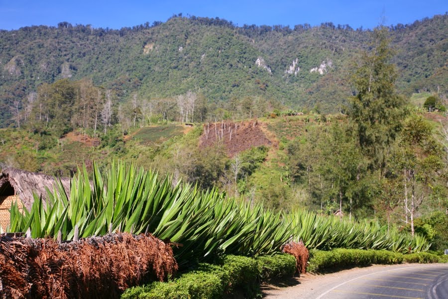 West Highlands, Papua New Guinea by Len Gao