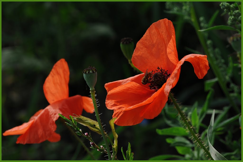 Papaver rhoeas by RI@M