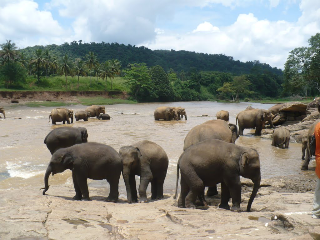 Elephant Bath - Pinnawala Rri Lanka by Aruna Kannangara