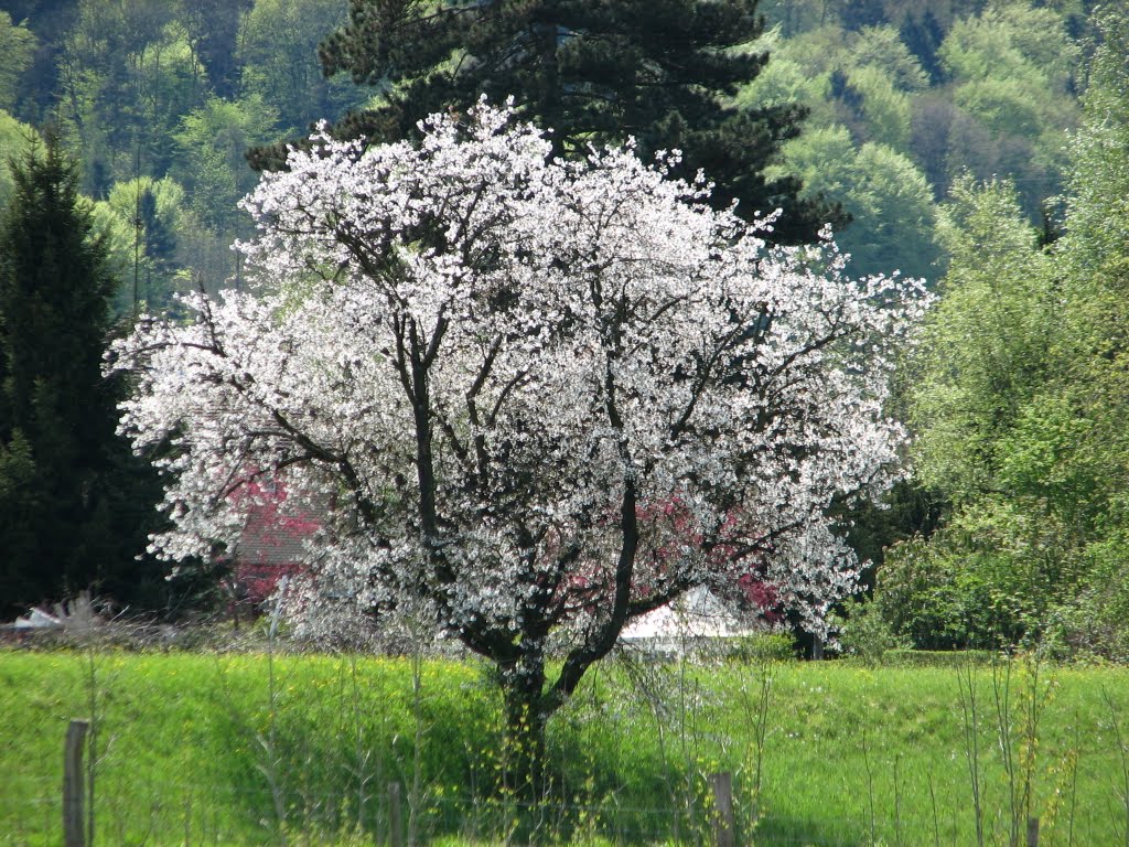 Schone Natur in Neu pfungen by SwissTrips