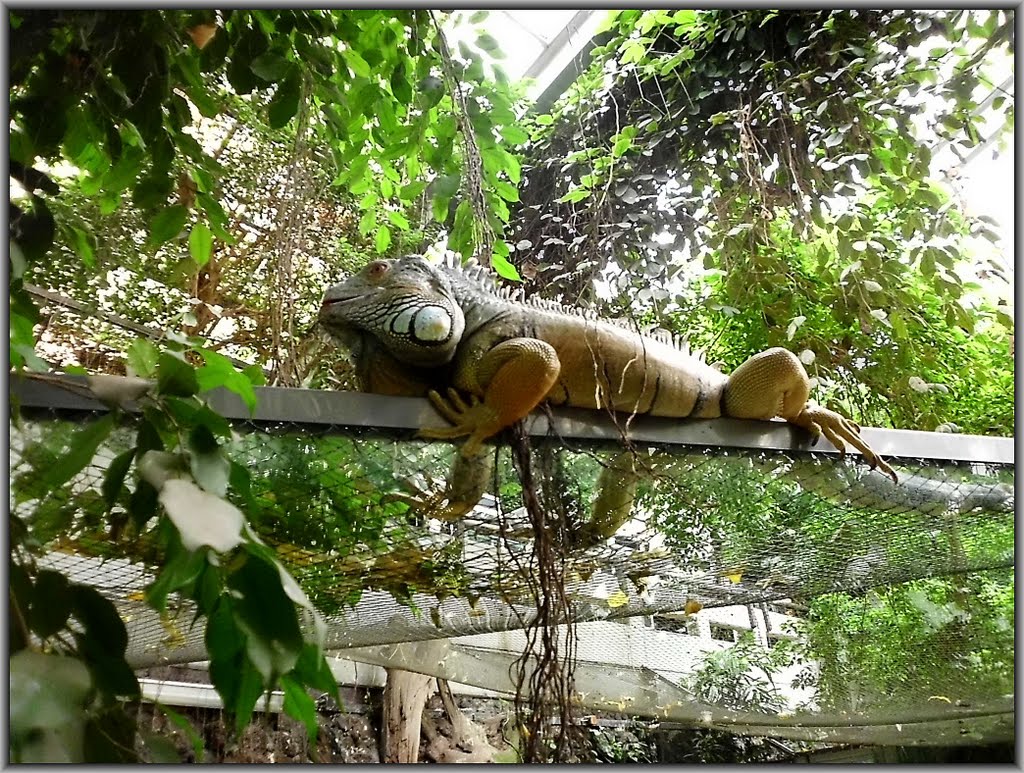 •☼• Der Dortmunder ZOO im Oktober 2010 ☼ 01 / Leguan im Tropenhaus by *STERNTALER*