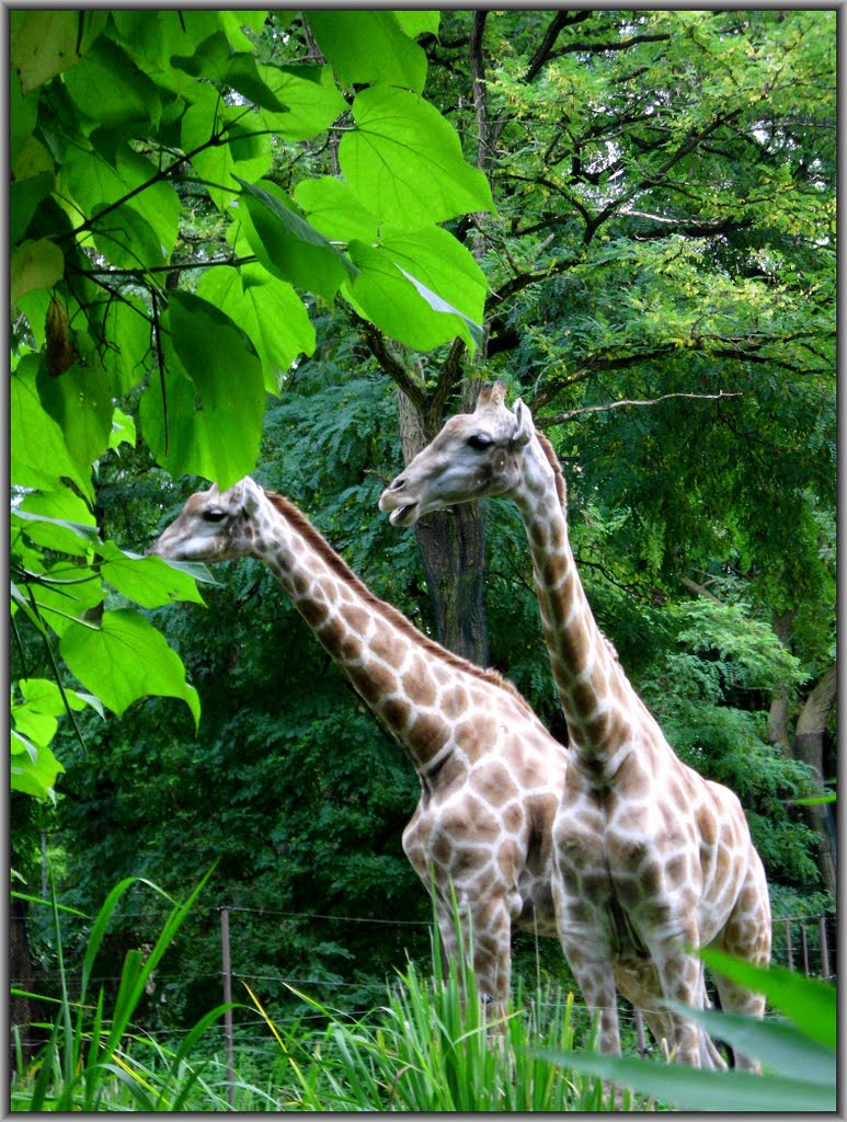 •☼• Der Dortmunder ZOO im Oktober 2010 ☼ 04 / Am Giraffengehege by *STERNTALER*