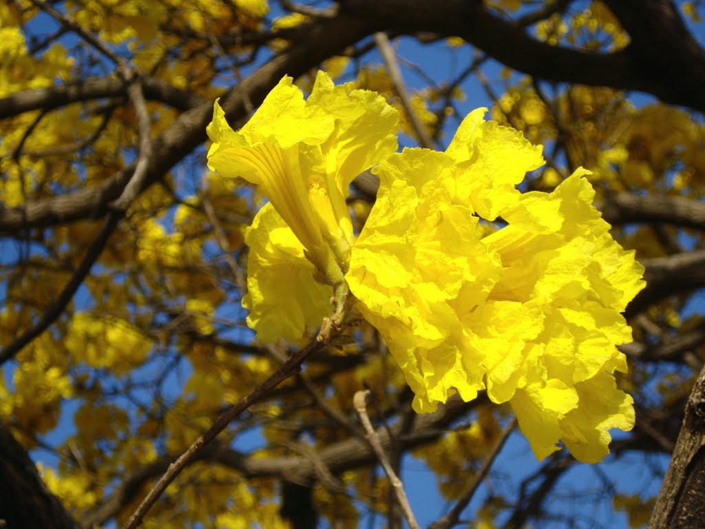 Florada do ipê by Raskólhnikov Samsa