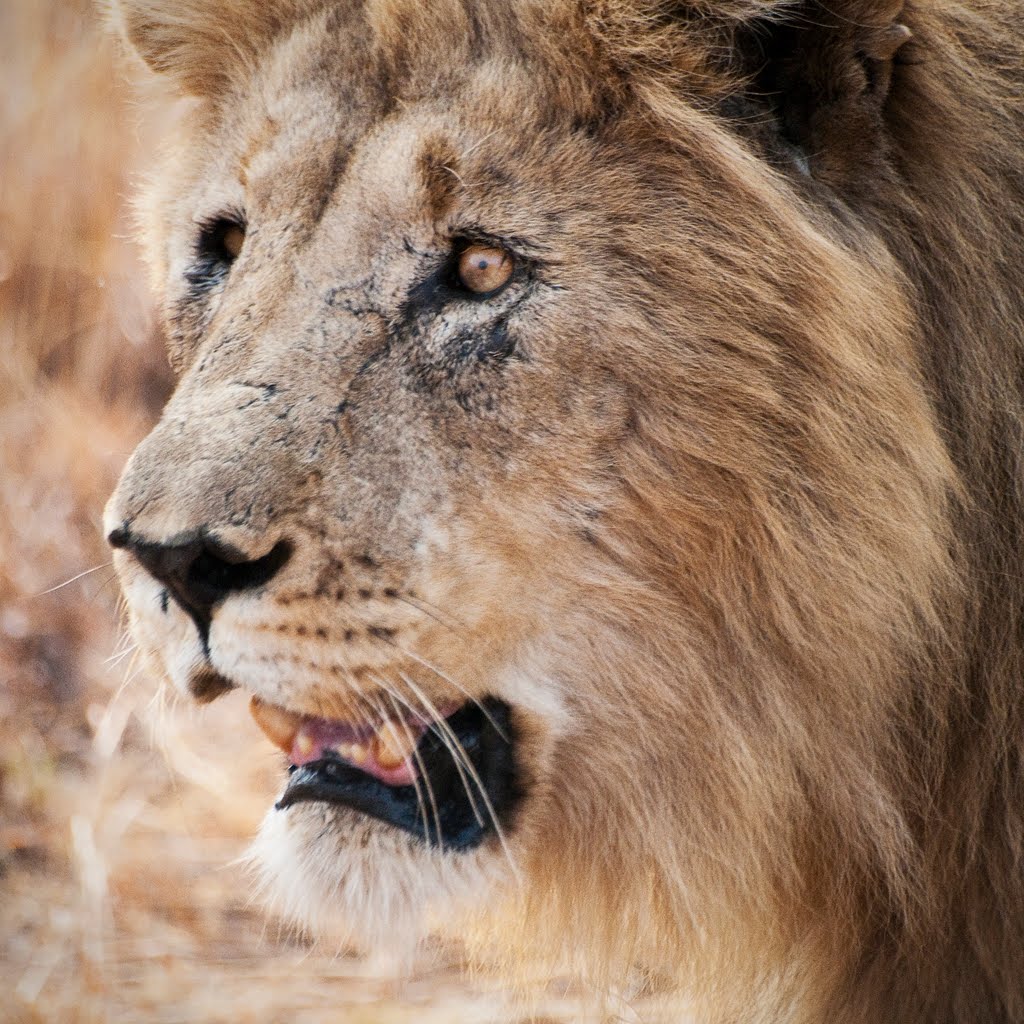 Male Lion Hunting in Pilanesberg by andysummers