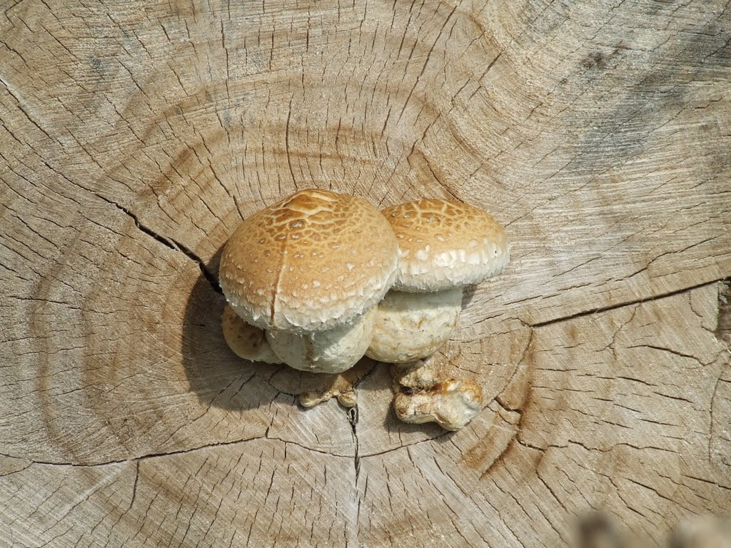 Mushrooms @ Haarlem by PaasHaas