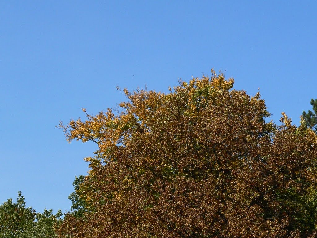 Chemnitz - Stadtpark, Der Herbst ist da by Thomas Eichler