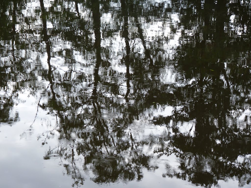 Schaduw van boom op het water by René Keuvelaar