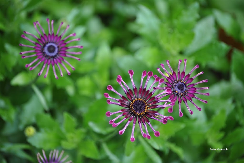 Spanish daisies / Spaanse margrieten by Peter Gotzsch