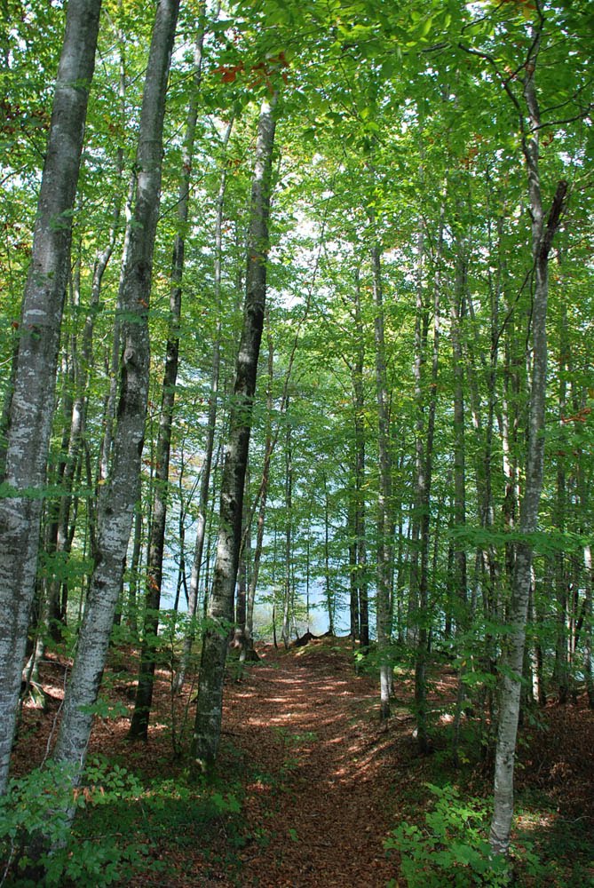 Bohinj Forest by prwillia