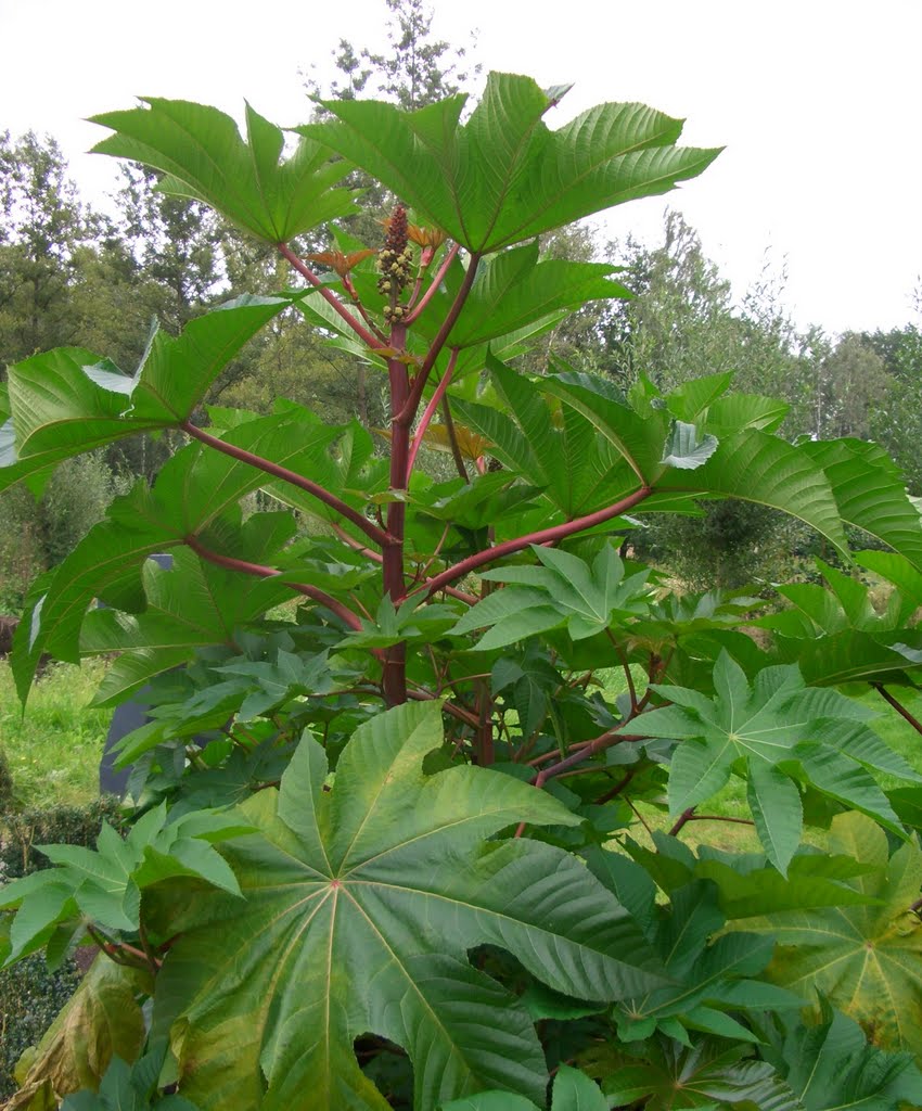 Wonderboom - Ricinus by hermanbuiten