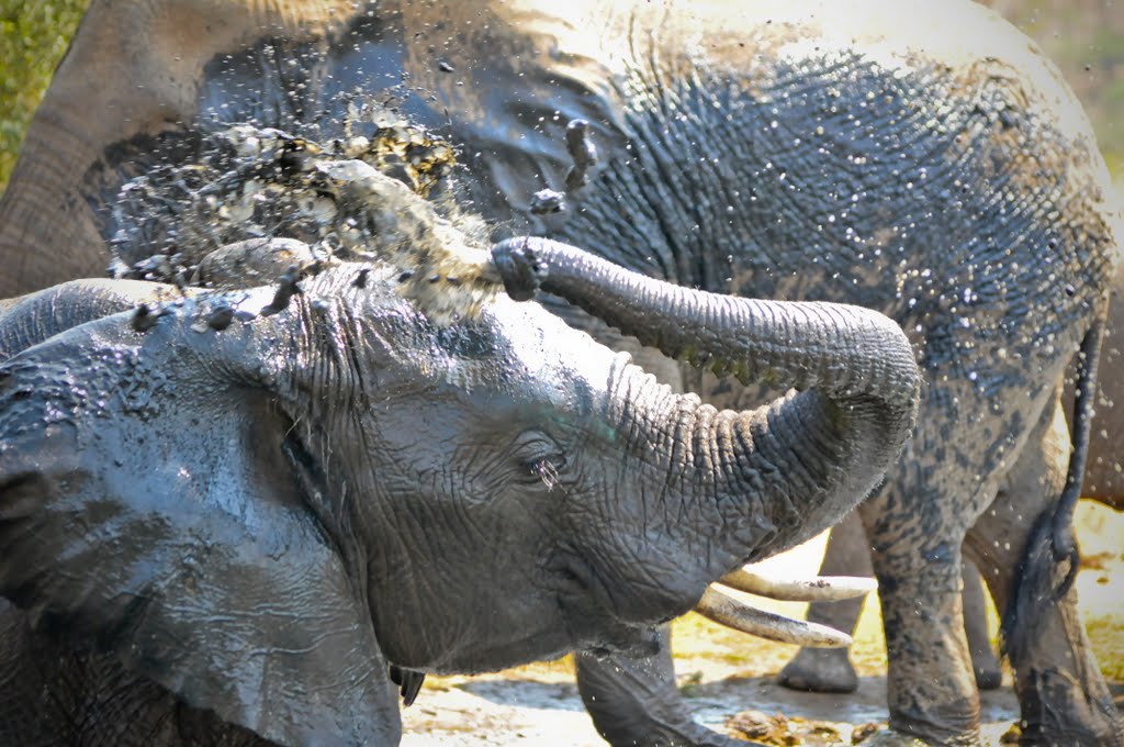 Baby Elephant, Waterhole @ Kwa Maritane by andysummers