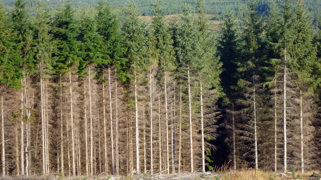 Trees, Hamsterley Forest by DerekT