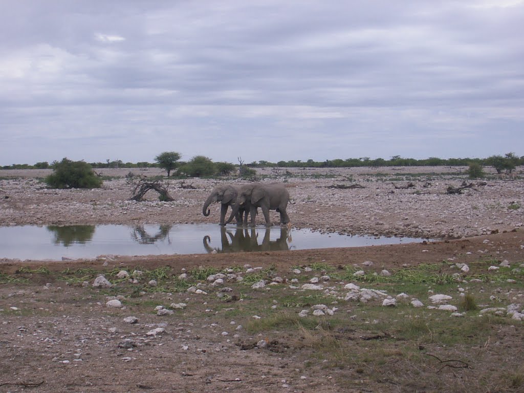 Etosha's Elephants by Isaak Fam (Namibia)