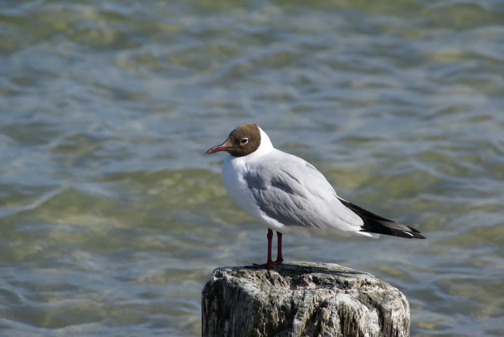 Ostseestrand Glowe 2010 by uglyshy