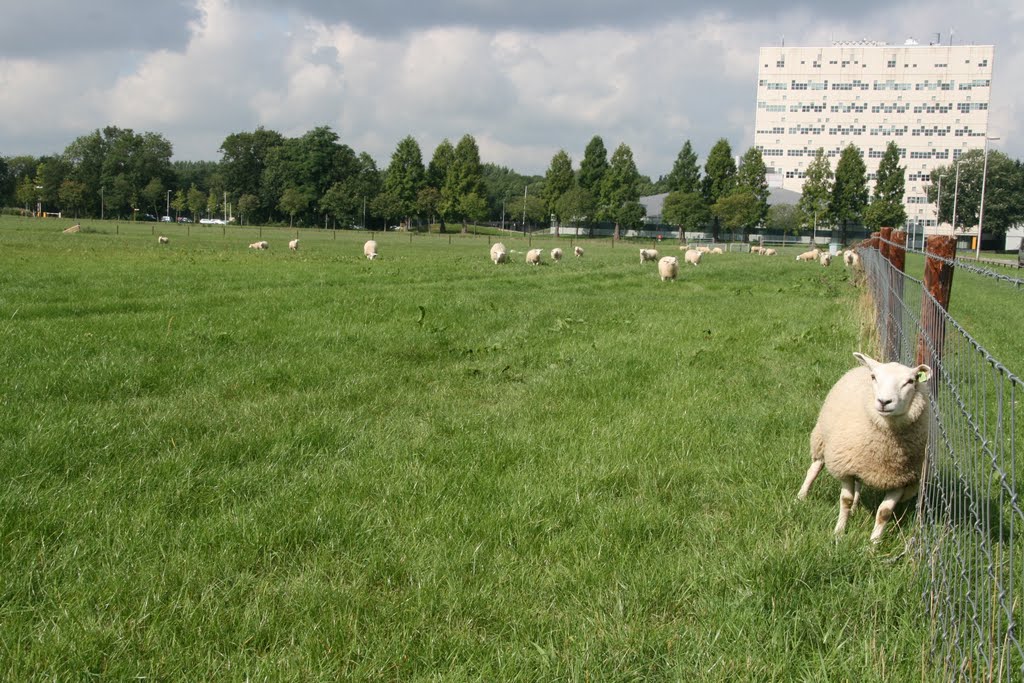 Sheap polishing a fence; Utrecht. by Carl030nl