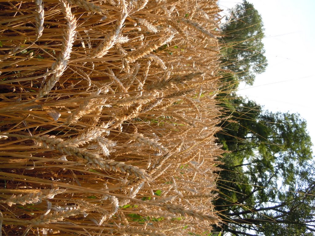 Grano by ettore&cristiano