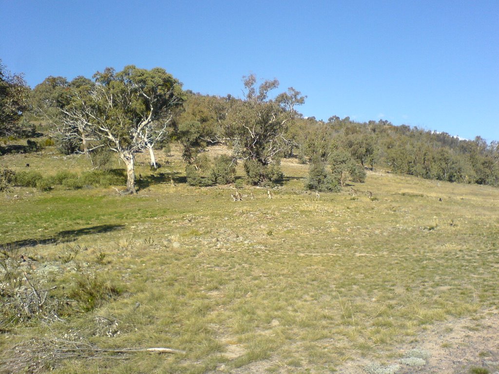 Western Track looking up Mt Taylor, with Kangaroos by Mark Read