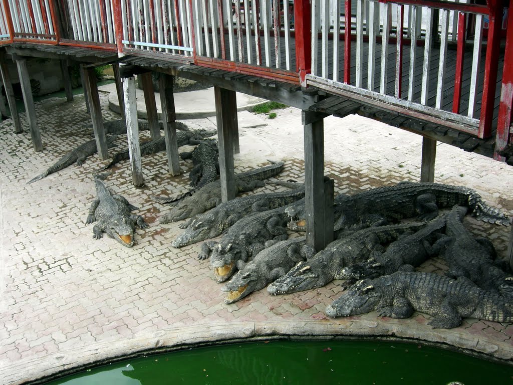 DSCN5634b Samutprakarn Crocodile Farm, THAILAND by Larry Butcher