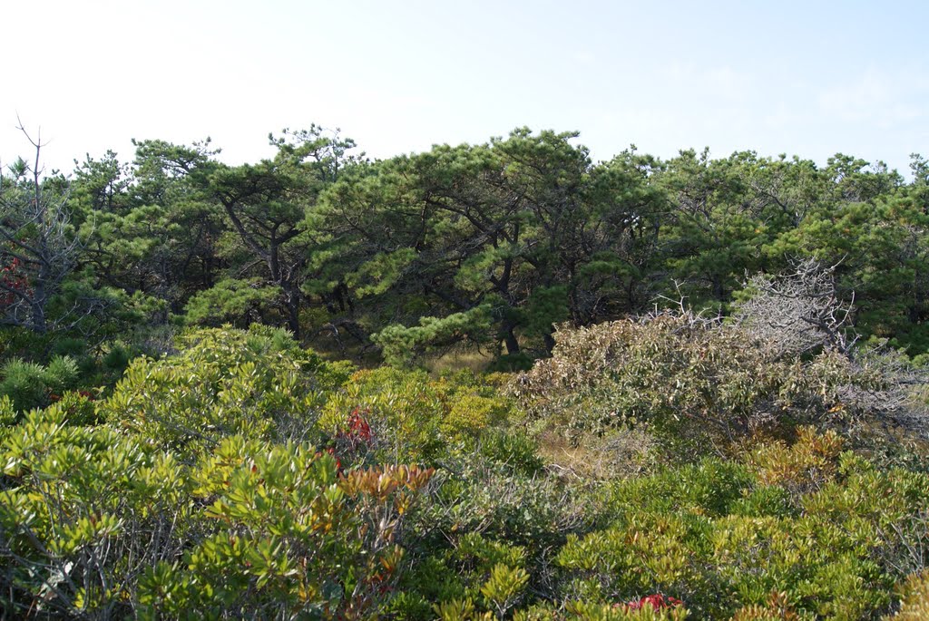 The typical Truro Forest: trees oppressed with strong winds by Uriah Prichard